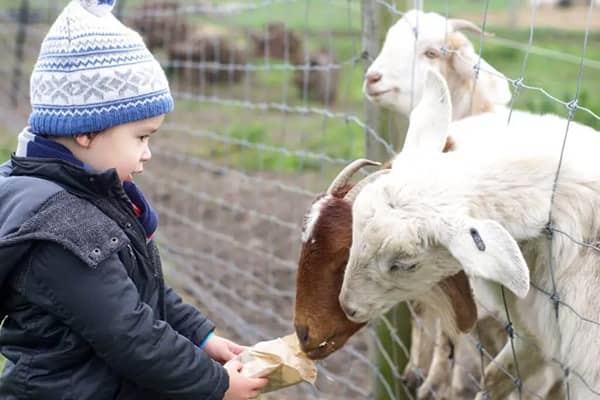 A young boy in a knitted beanie feeds goats through a fence at a farm.