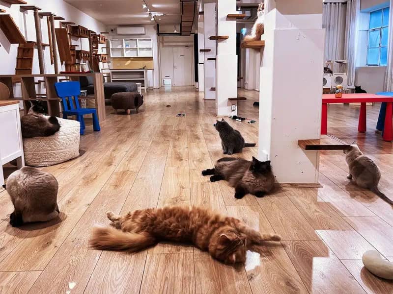Cashmere Cat Cafe