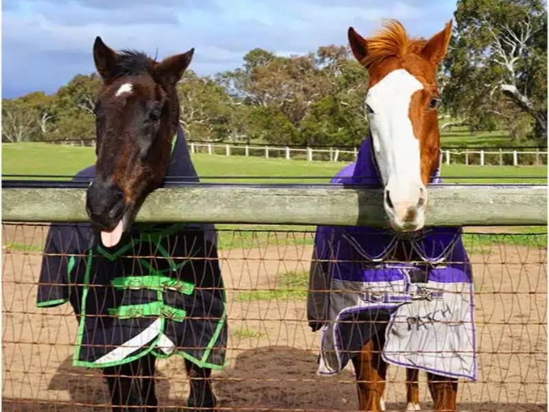 Living Legends Racehorse Retreat