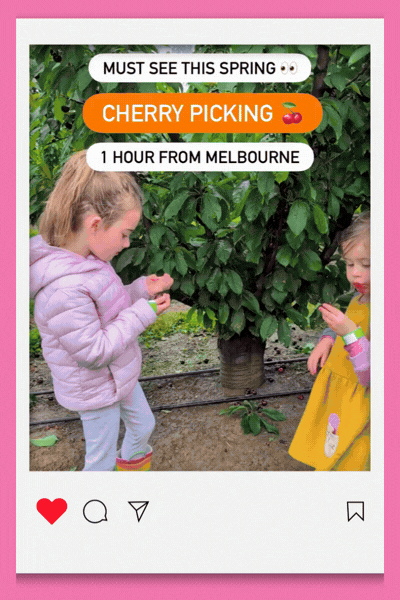 Animated Instagram-style preview of a girl in a pale pink puffer jacket picking cherries from a leafy tree beside a smaller child in a yellow dress, with text reading Must see this spring, Cherry picking and 1 hour from Melbourne, on a pink background