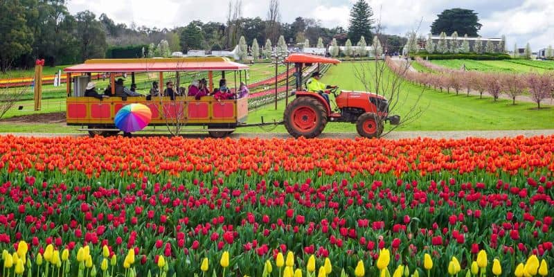 Tulip Festival