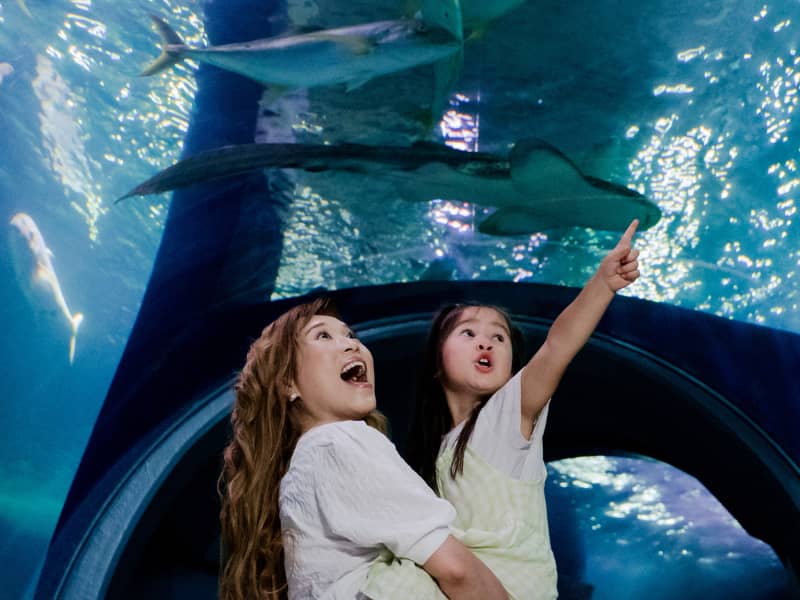 Black Friday SEA LIFE Melbourne Aquarium Sale