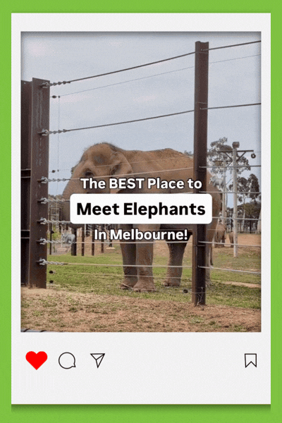 Elephants at Werribee Open Range Zoo
