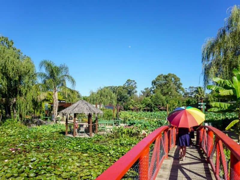 Blue Lotus Water Garden