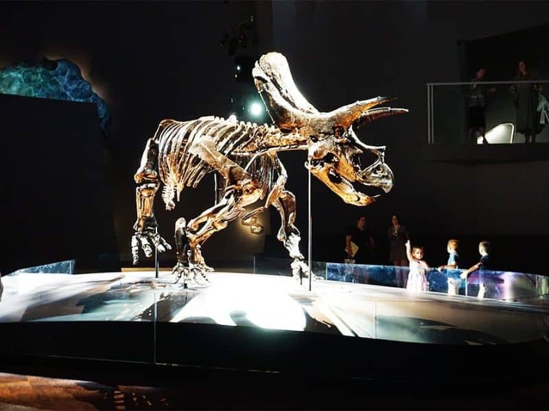 Triceratops at Melbourne Museum