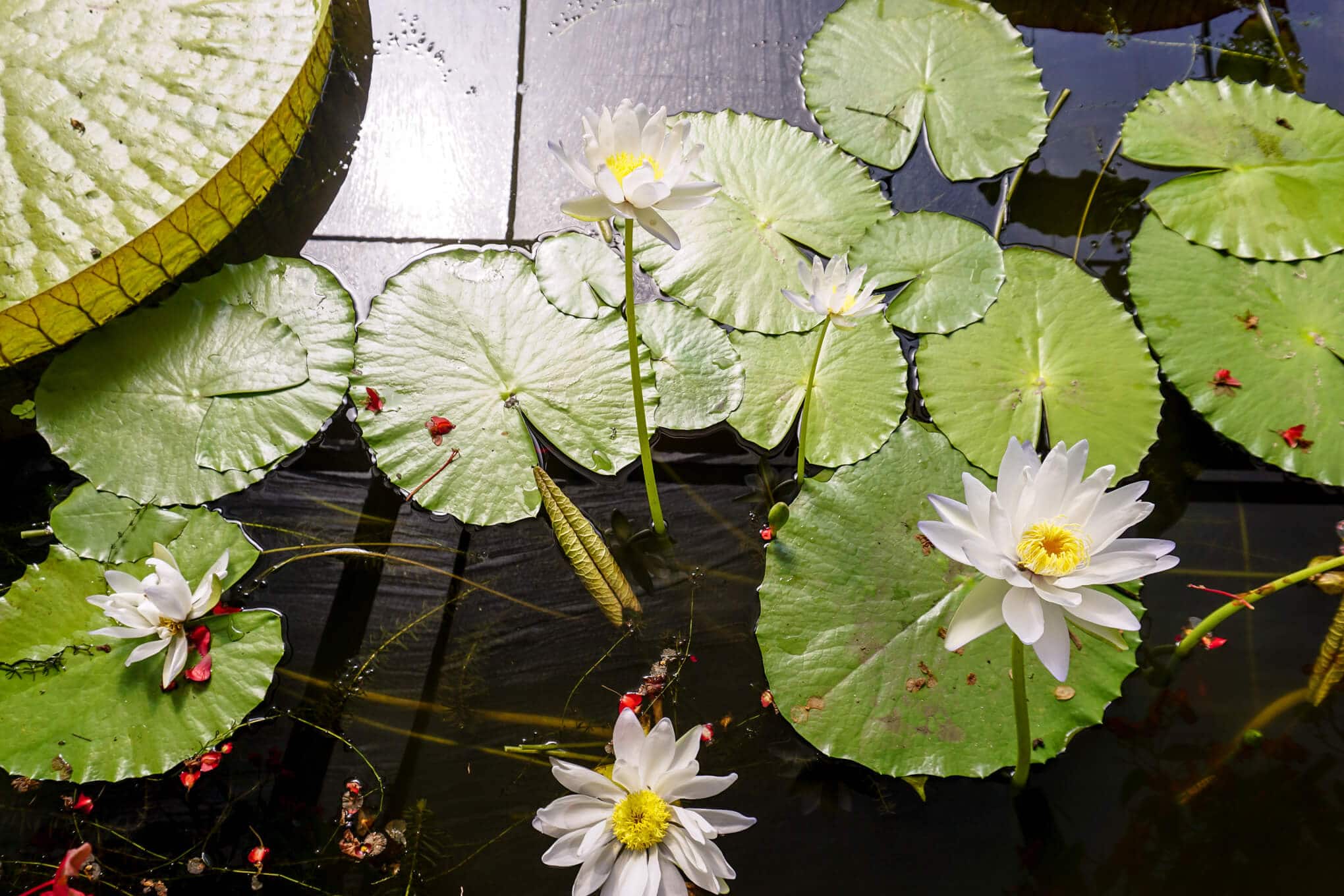 Blue Lotus Water Garden