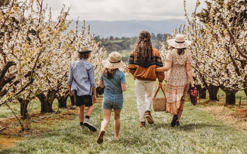 Blossom Festival