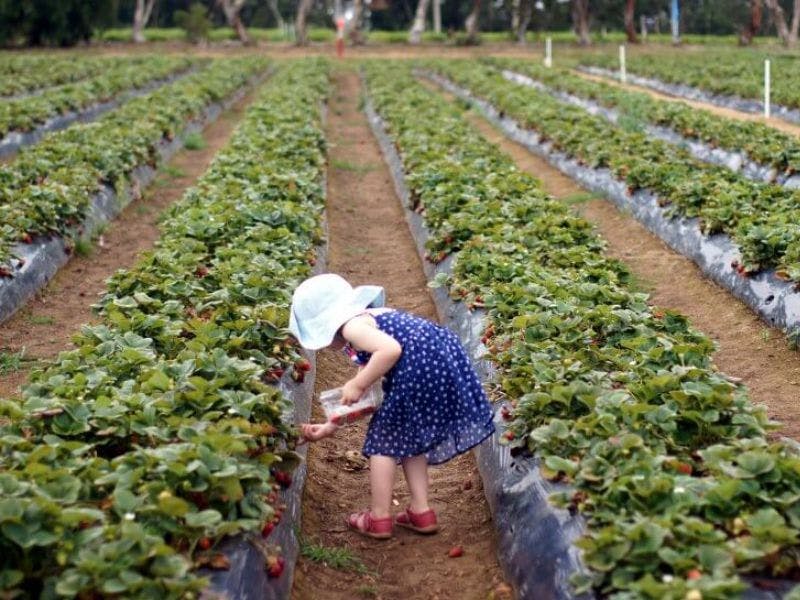 Rocky Creek Strawberry Farm