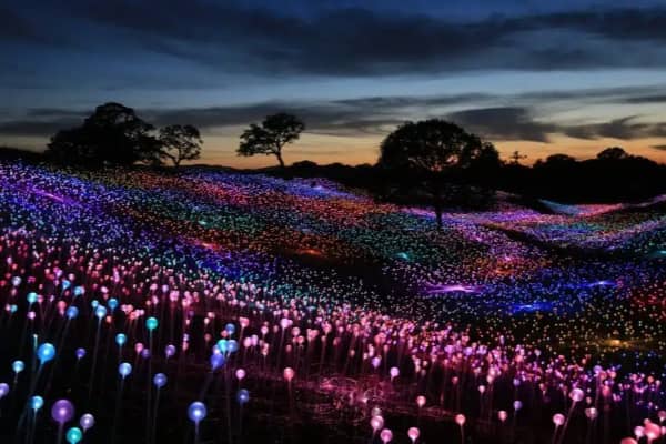 A sweeping field of illuminated light sculptures glows in shades of pink, purple and blue against a dramatic dusk sky, with silhouetted trees in the background.