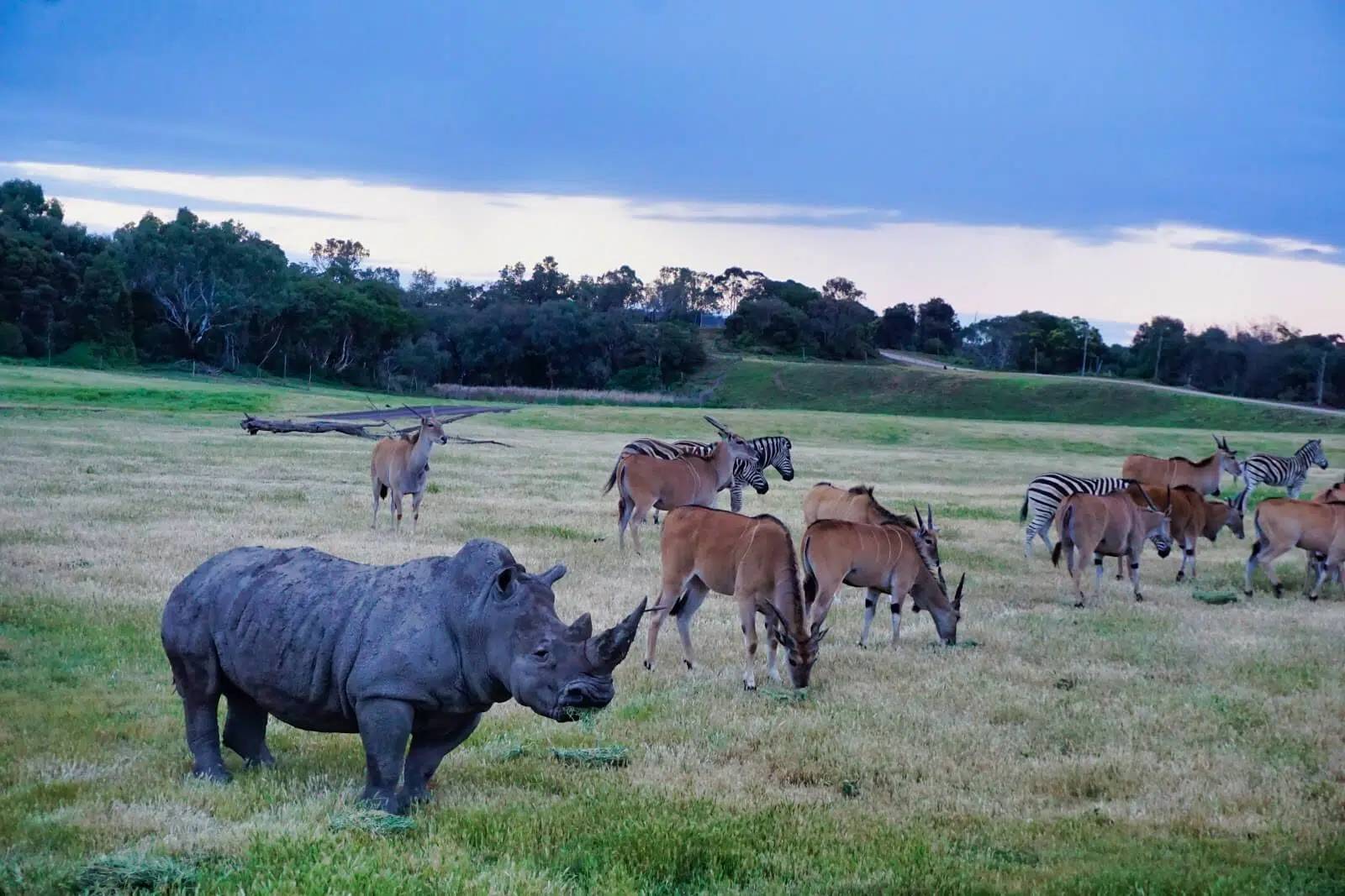 Sunset Safari Werribee Zoo
