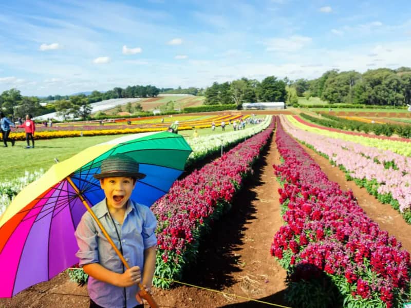 Tesselaar KaBloom Festival of Flowers, Silvan