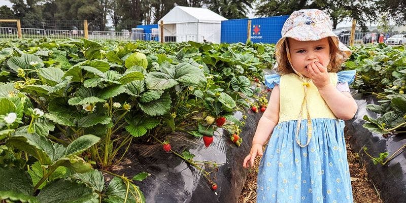 Natureripe Strawberry Picking