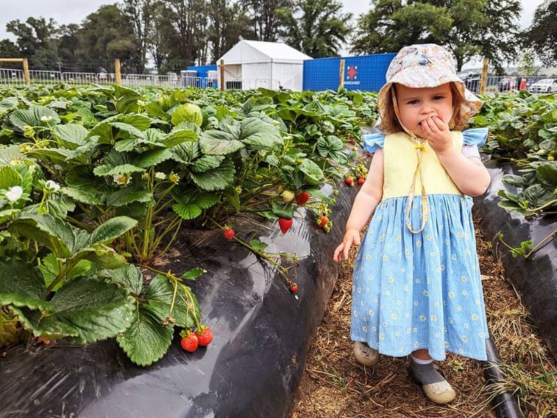 Nature Ripe Strawberry Picking Bacchus Marsh