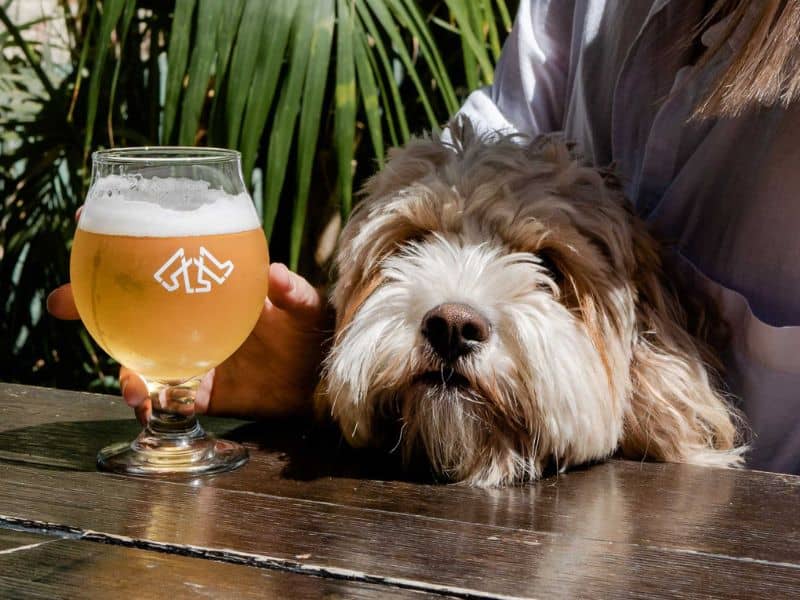 Dog Friendly Pubs