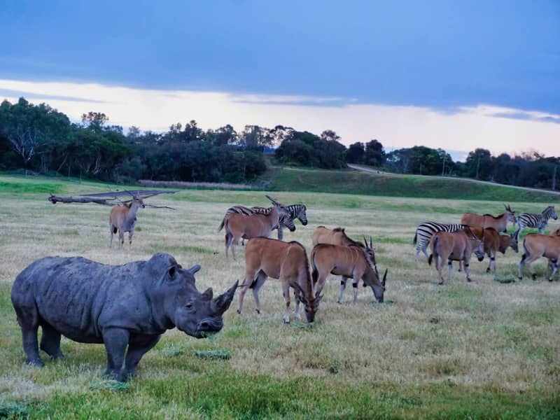 Werribee Zoo Sunset Safari