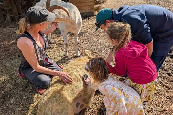 A woman in a cap kneels on straw-covered ground beside a woolly, golden-coloured animal lying down. Two young girls, one in a pink hoodie and one in a floral dress, lean in to brush it, with a man in a teal cap and navy jacket crouching beside them. A whi