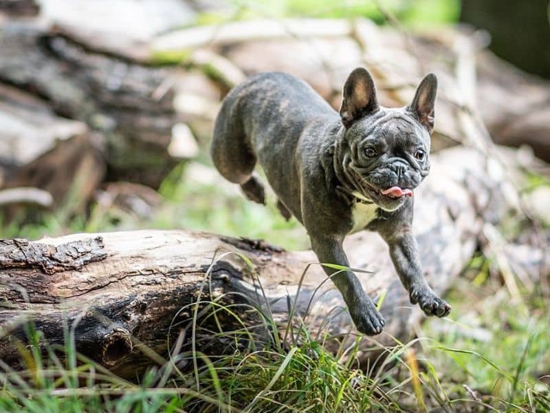 Off-Leash dog Parks