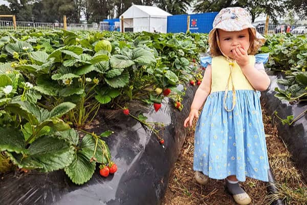 A toddler in a sun hat and blue dress eating a strawberry while standing in a strawberry field, with rows of plants covered in black mulch and a marquee tent visible in the background.