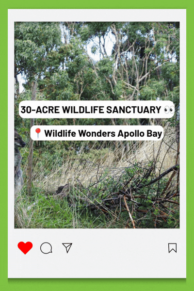 Instagram story preview showing bushland at Wildlife Wonders Apollo Bay, with on-screen text reading 30-acre wildlife sanctuary and a location tag for Wildlife Wonders Apollo Bay.
