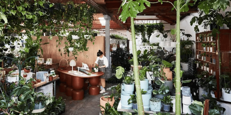 Indoor Plants