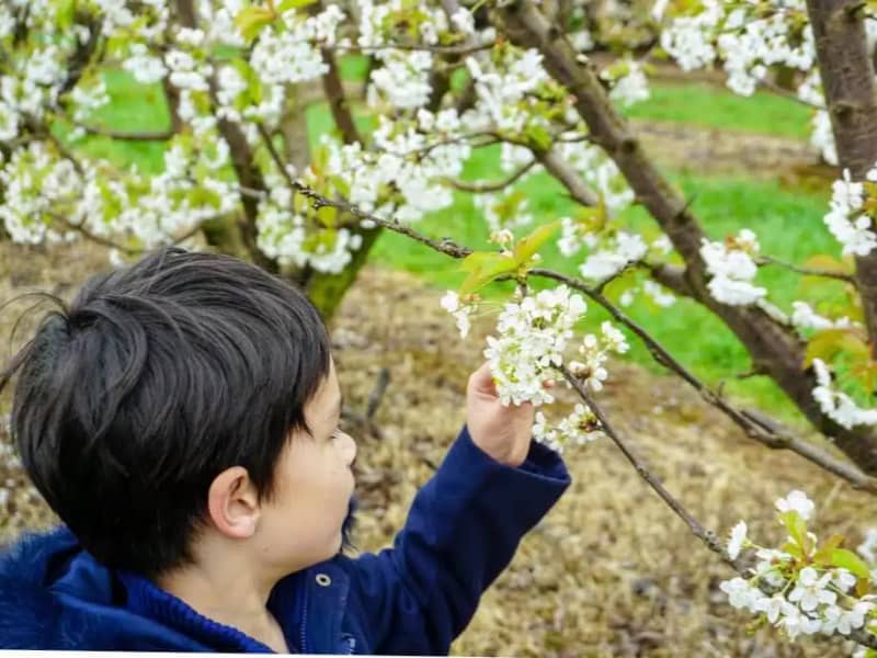 blossom festival cherryhill orchards