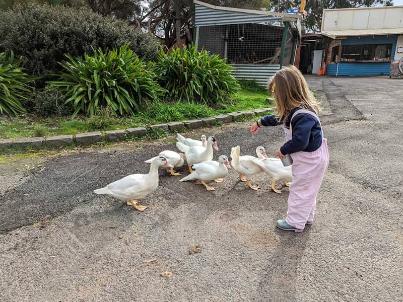 Animal Land Children's Farm
