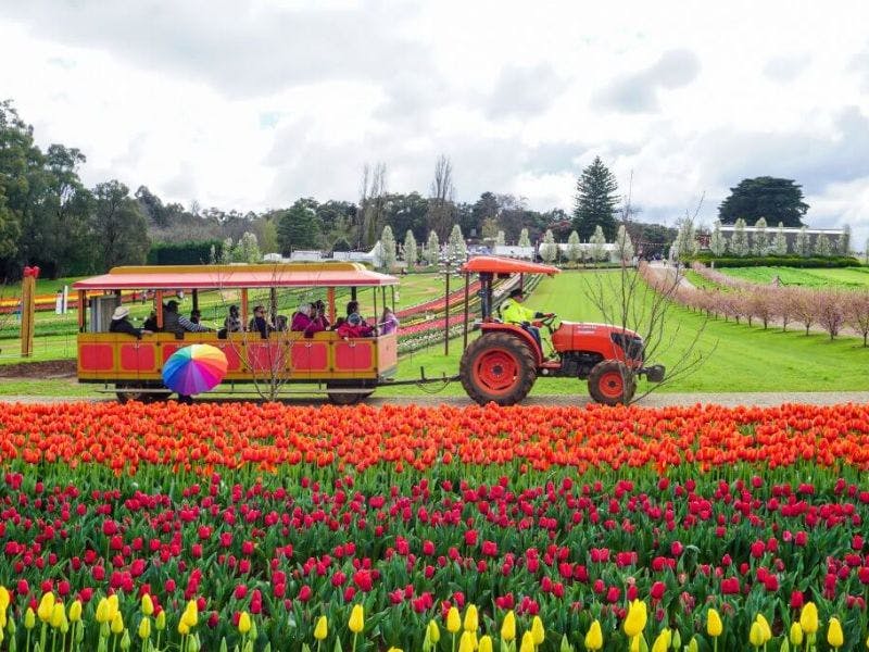 Tulip Festival