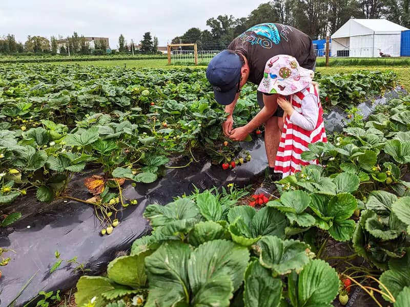 Strawberry picking farm