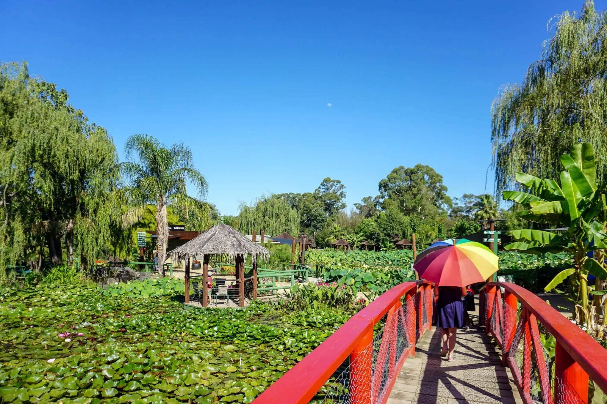 Blue Lotus Water Gardens