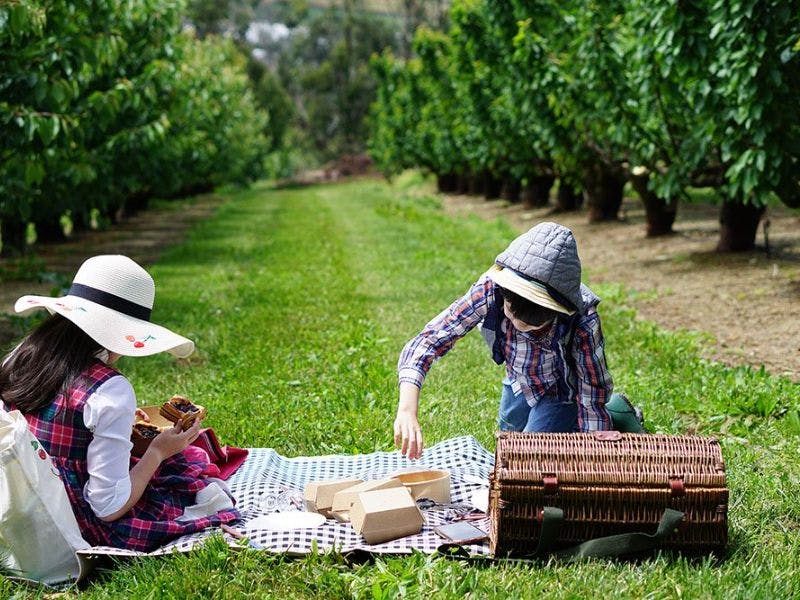 CherryHill Orchards