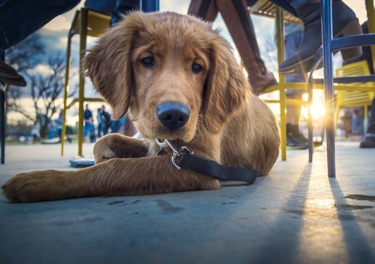 Dog-Friendly Cafes