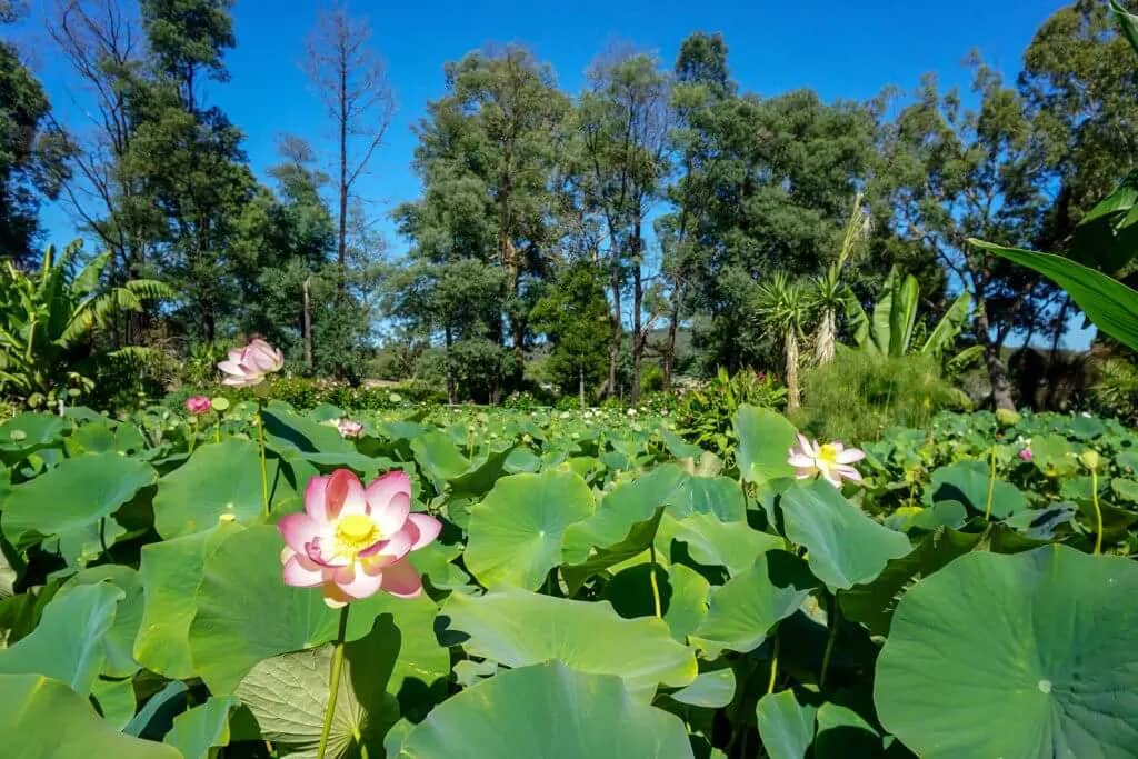 Blue Lotus Garden Yarra Junction
