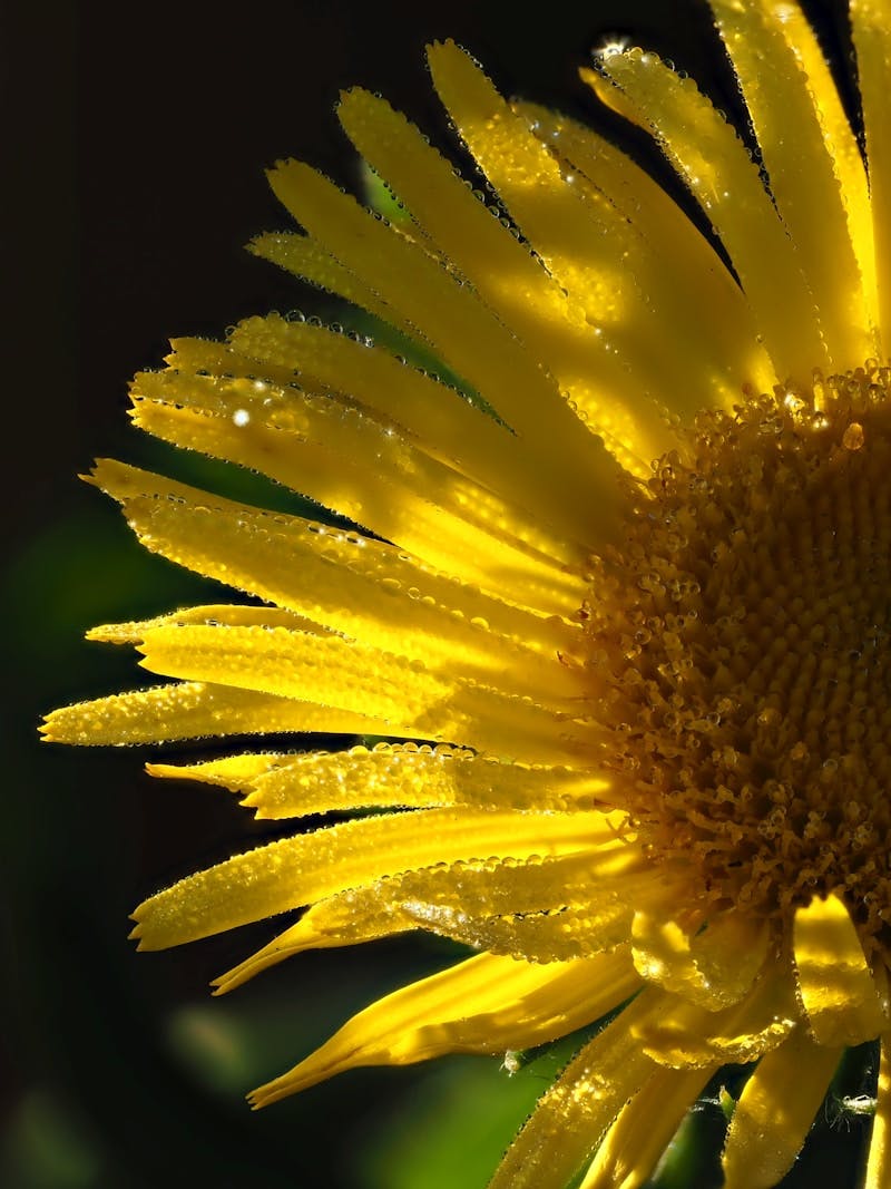 A yellow flower with drops of water on it