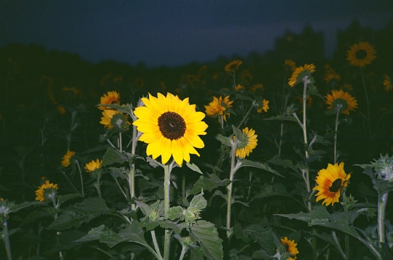 A field of sunflowers with a dark sky in the background