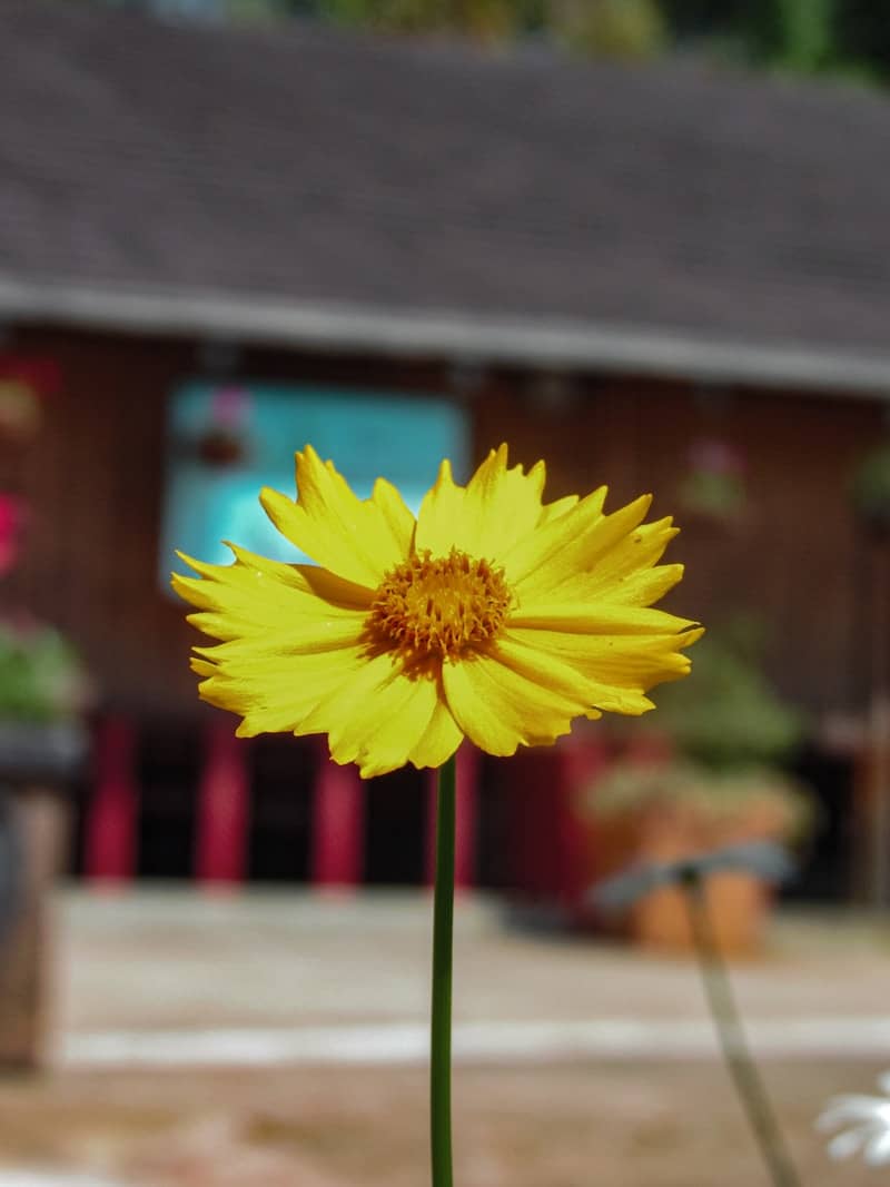 A bright yellow flower blooms beautifully.