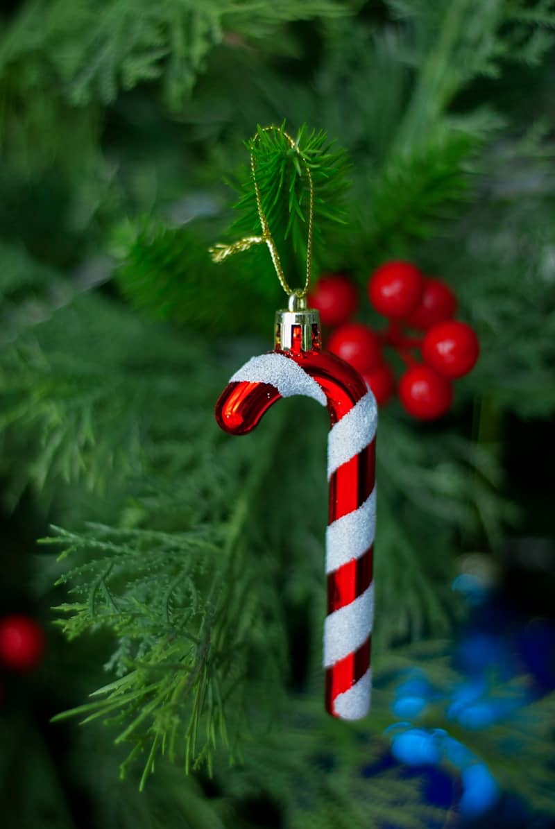 A candy cane ornament hanging from a christmas tree