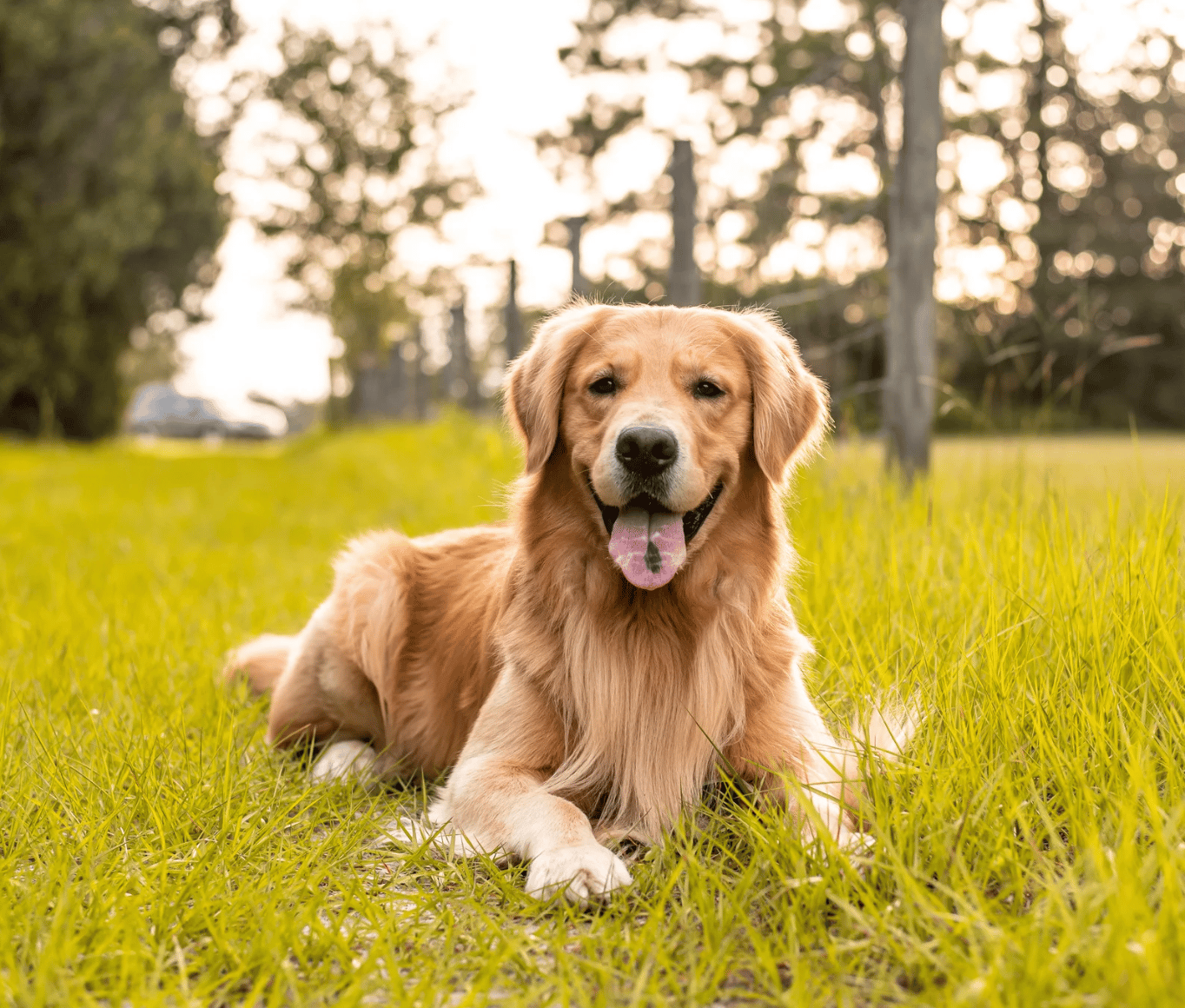 Beautiful golden labrador