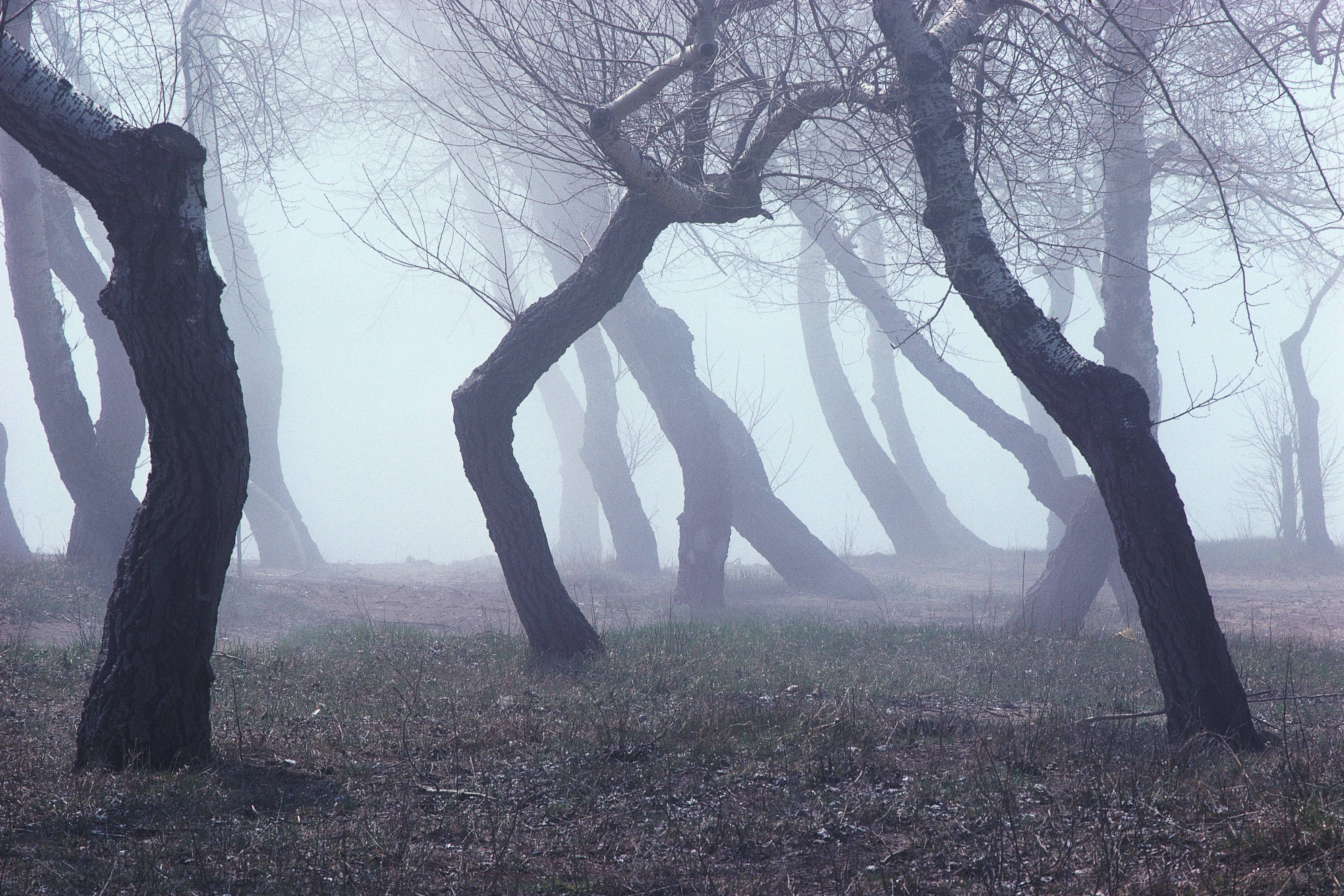 Creepy woods