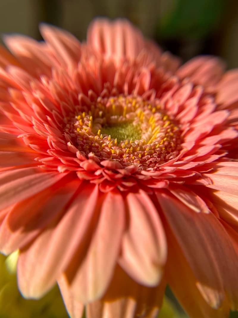 A close up of a pink flower in a vase