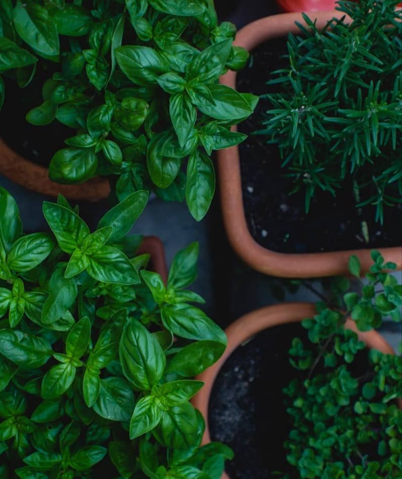 Summer herbs