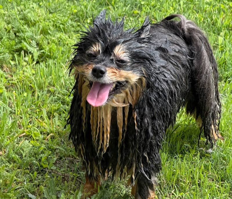 A wet pomeranian dog stands in green grass