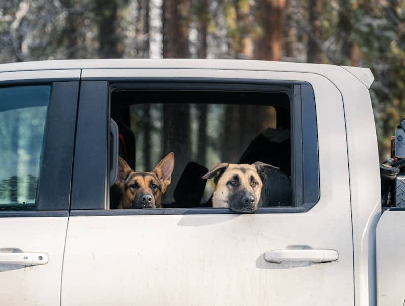 Two dogs look out of a pickup truck window.