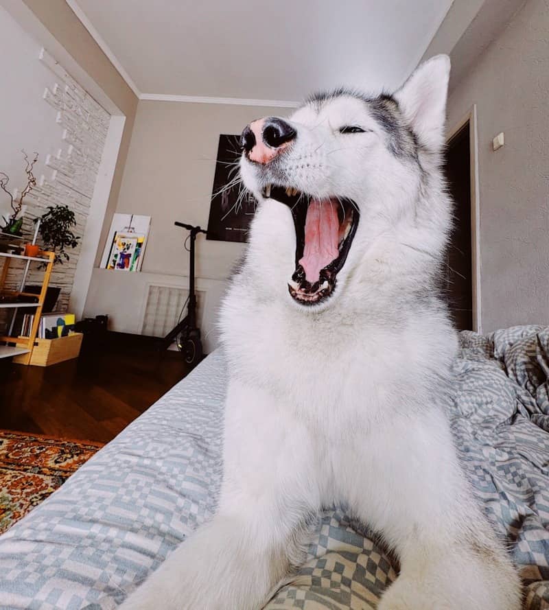 A husky dog yawning widely on a bed