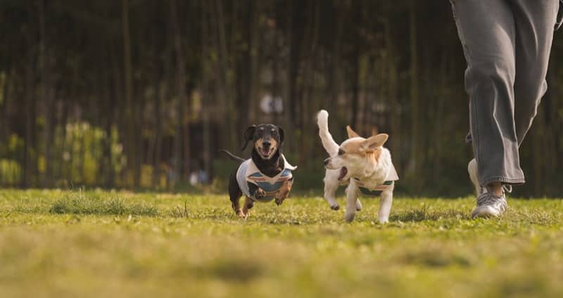 Two dogs running on green grass next to a person.