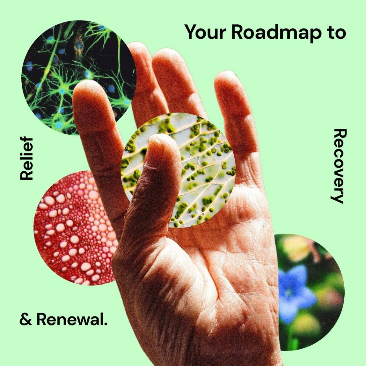 Promo for The Anti-Inflammatory Solution from Goodness Lover.