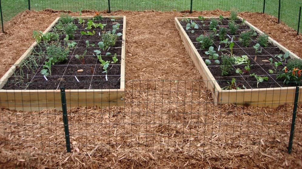 Raised Beds planted using Square Foot Gardening technique