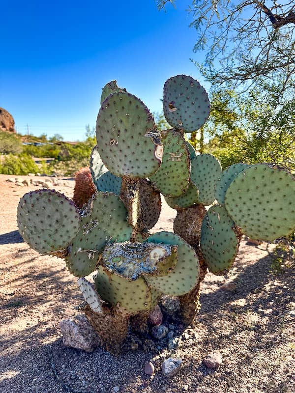Close up of a prickly pear cactus with desert views and blue sky in the background