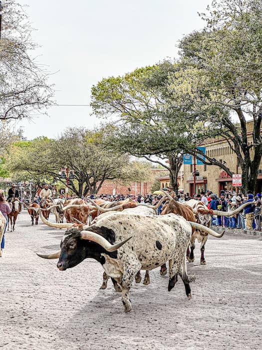 Longhorn cattle drive at the Fort Worth Stockyards.
