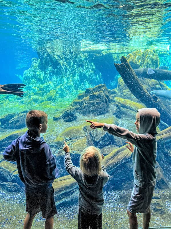 Kids pointing at sharks and sea turtles in the shark tank at Omaha’s Henry Doorly Zoo and Aquarium.