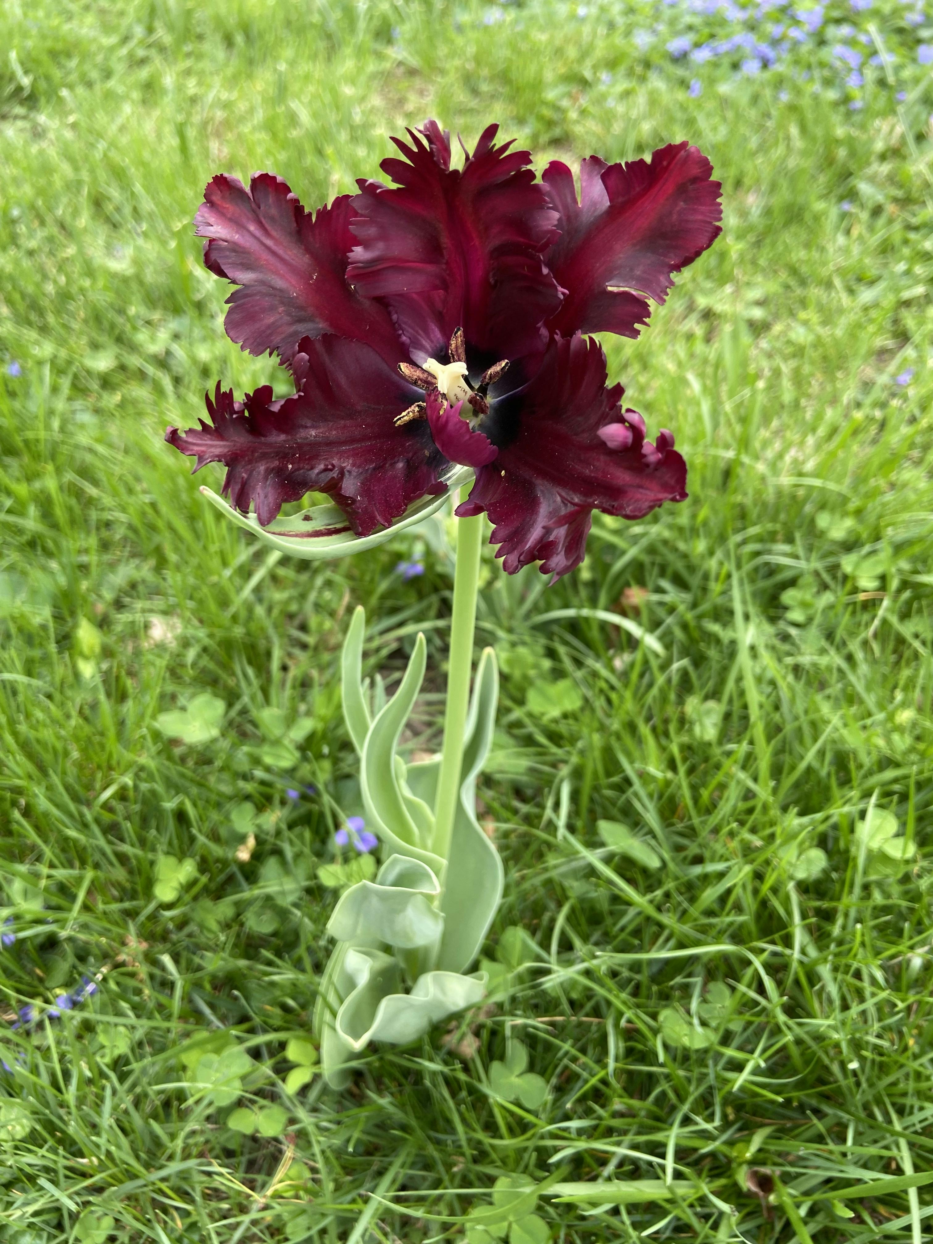 dark purple tulip surrounded by grass
